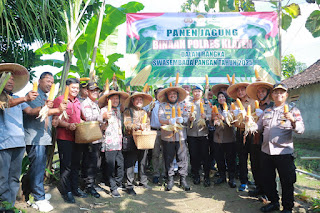 Polres Klaten Panen Jagung di Lahan Binaan, Wujud Dukungan terhadap Swasembada Pangan Nasional