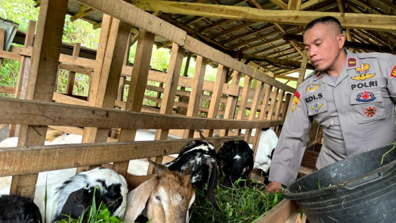 Nyambi Ternak Kambing, Ipda Edi Santoso Jadi Motivasi Bagi Warganya