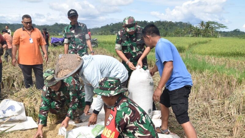 Kodim Wonosobo dan Bulog Turun Langsung ke Sawah, Serap Gabah Petani Demi Kesejahteraan