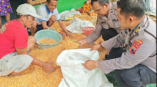 Dukung Ketahanan Pangan, Polres Klaten Pantau Langsung Hasil Panen Jagung di Bayat