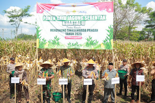 Polres Klaten Gelar Panen Jagung Kuartal II 2025, Bukti Sinergi Polri untuk Ketahanan Pangan