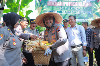 Polres Klaten Panen Jagung di Lahan Binaan untuk Dukung Swasembada Pangan Nasional