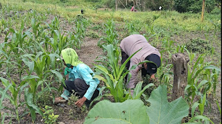 Polres Klaten Dukung Ketahanan Pangan Lewat Pendampingan Perawatan Jagung di Lahan Perhutani