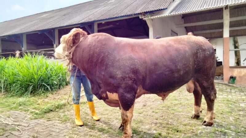 Berkualitas, Sapi Kurban Presiden RI dan Gubernur Jateng Hasil Inseminasi Buatan BIB Jawa Tengah – Pemerintah Provinsi Jawa Tengah