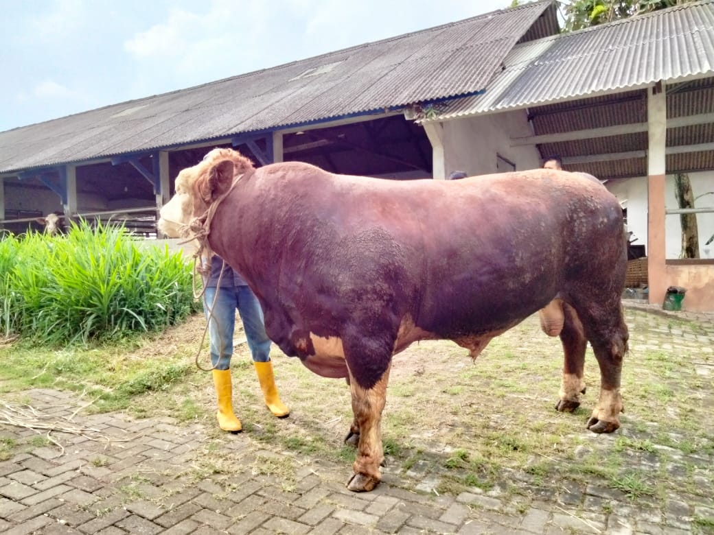 Berkualitas, Sapi Kurban Presiden RI dan Gubernur Jateng Hasil Inseminasi Buatan BIB Jawa Tengah – Pemerintah Provinsi Jawa Tengah