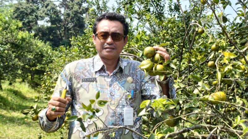 Agrowisata Clapar Batang Tawarkan Petik Jeruk Sendiri – Pemerintah Provinsi Jawa Tengah