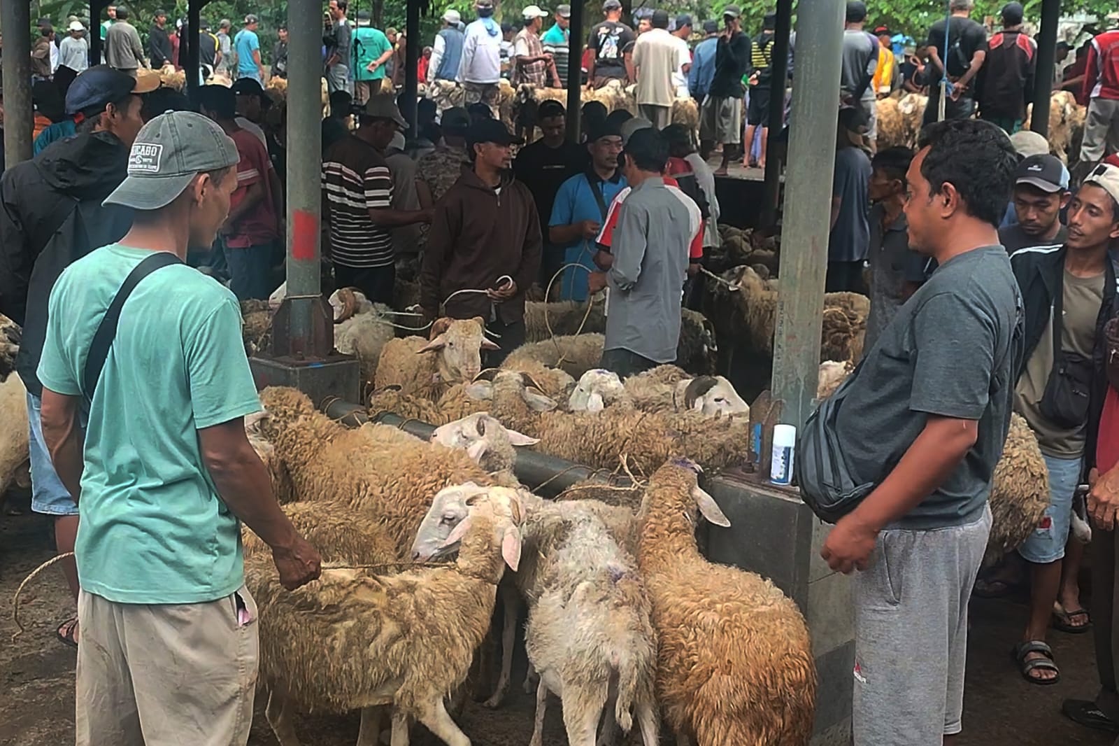 177 Petugas Awasi Penyembelihan Hewan Kurban di Temanggung – Pemerintah Provinsi Jawa Tengah