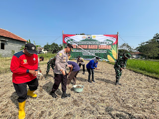 Polres Klaten Tanam Jagung Masa Ke-3 di Lahan Baku Sawah Gunakan Metode TOT