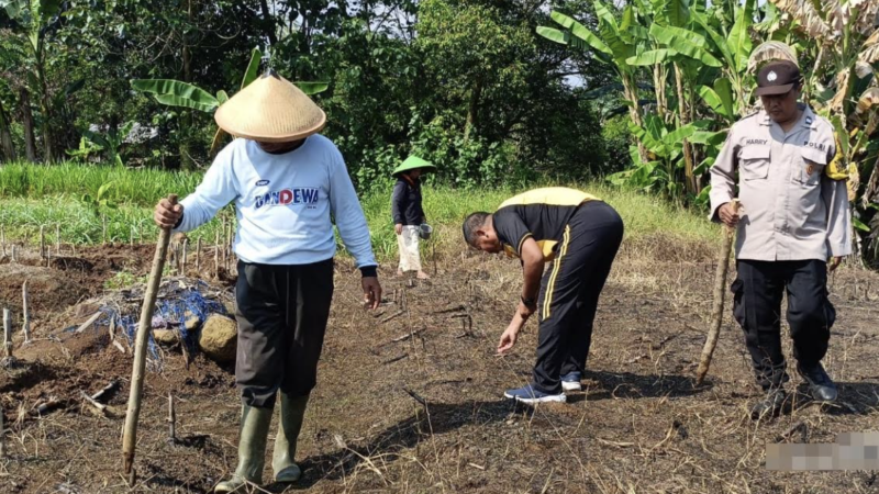Kebersamaan di Tengah Lahan Jagung, Polisi dan Warga Kajen Tanam Harapan Bersama