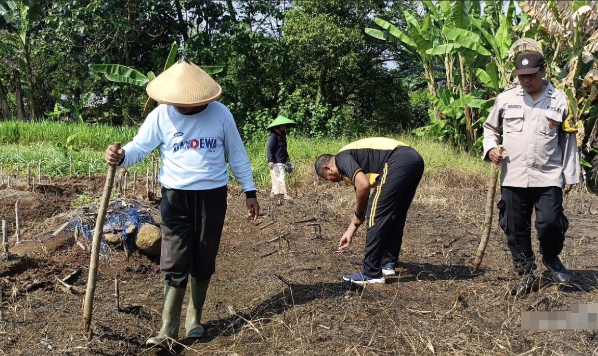 Kebersamaan di Tengah Lahan Jagung, Polisi dan Warga Kajen Tanam Harapan Bersama
