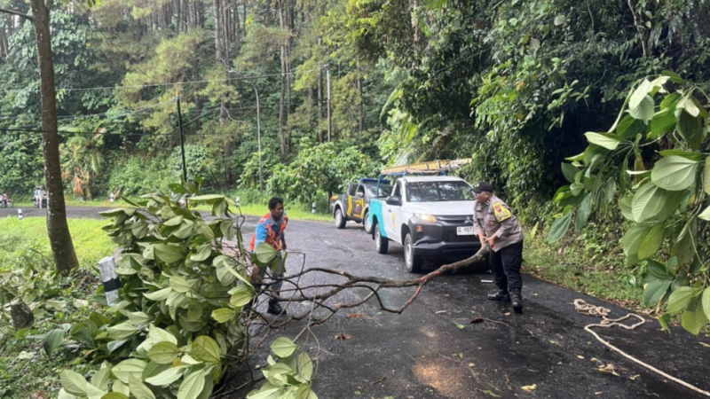 Sigap dan Tanggap! Polsek Kajen Bersama PLN Evakuasi Pohon Tumbang yang Timbulkan Kemacetan di Jalur Kajen–Paninggaran